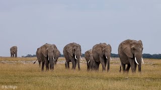 Elephants of Amboseli [upl. by Binny691]