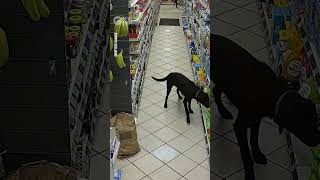 Cutest Shop Thieves Caught RedHanded  10 News First [upl. by Olnton]