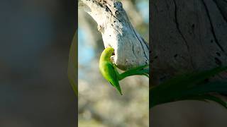 Rose ringed parakeet finding home birds srilankanwildlife nature birdnest nestyoutubeshorts [upl. by Tadd]