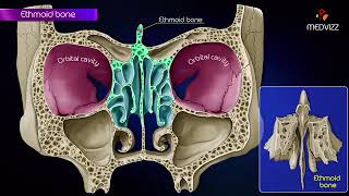 Ethmoid bone anatomy 👃 [upl. by Cheslie]