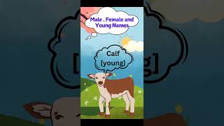 Animal Families Male Female amp Baby Names Explained brainybudWithInsha [upl. by Nilad855]