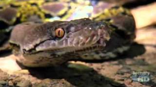 Austin Stevens with the worlds Biggest Snake the Giant Reticulated Python [upl. by Isherwood57]