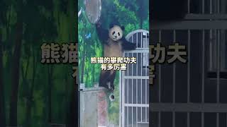 The Great Panda Escape A Thrilling and Adorable Getaway funny cute pandalife animals panda [upl. by Kemble]