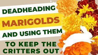 Deadheading Marigolds and Using Them To Keep The Critters Away From Your Flowers and Garden [upl. by Ahsiekram955]