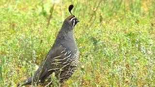 The California Quail [upl. by Ahsauqal]