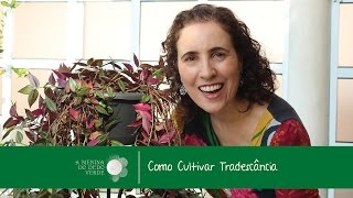 Nô Figueiredo Ensina Como Cultivar Tradescância [upl. by Berck]