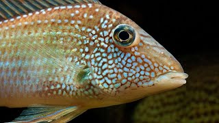 Geophasus cichlid tank [upl. by Yesllek273]