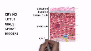 Learning the Layers of the Epidermis [upl. by Nwahsav]