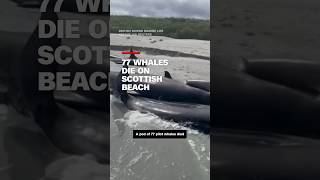 77 whales die on Scottish beach [upl. by Grassi]