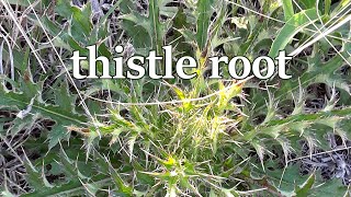 Thistle root digging [upl. by Amilah315]