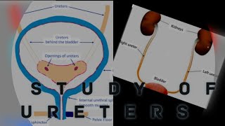 Study of ureters Ureters analysisHuman excretion system [upl. by Thom]