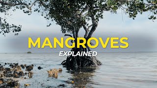 What are Mangrove Trees  Eco Facts  One Tree Planted [upl. by Mehelhteb540]