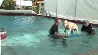 What Is Hip Dog Canine Hydrotherapy [upl. by Kristina]