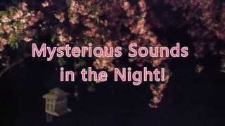 Mysterious Sounds in the Night Barred Owl [upl. by Cung]