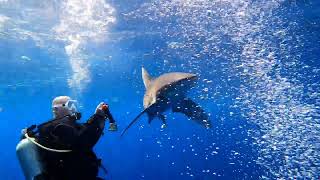 How NOT to dive with longimanus Sharks Elphinstone Reef 2022 [upl. by Steady467]