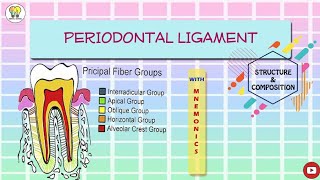 Periodontal ligament  structure amp compositionPeriodontologyFinal year BDSBibliodent [upl. by Eruza]