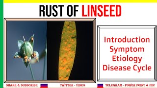 Rust of Linseed Introduction Symptoms Causal Organism Disease Cycle [upl. by Blunt554]