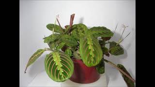 Maranta Tricolor 30 Hours Time Lapse [upl. by Ycniuqal]