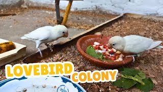 LoveBird BreedingColony  Parrots Aviary  Ringneck Life [upl. by Behnken]