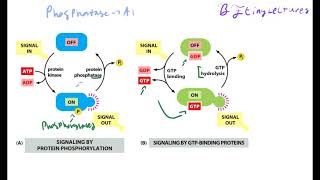 Cell Biology Lecture 8 Cell Signaling [upl. by Tur]