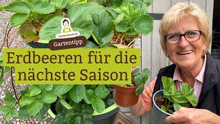 Erdbeeren für die nächste Saison vorbereiten und Ableger nehmen  Erdbeerpflanzen vermehren [upl. by Eseilanna182]