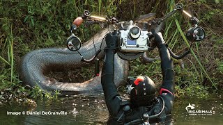 Anacondas in Brazil Adventure [upl. by Bohlen]