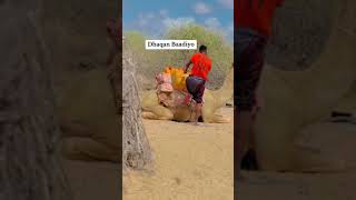 dhaqan baadiyo somalia short subscribe like [upl. by Calvin810]