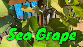 Sea Grape Coccoloba uvifera Update [upl. by Broeker15]