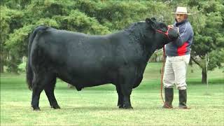 ANICETTO  ANGUS NEGRO  SEMEX ARGENTINA [upl. by Neelyahs]