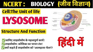 Lysosomes structure and function  Biology [upl. by Cissiee]