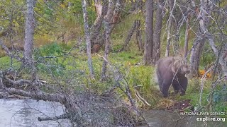 903 Gully Is Beary Jiggly  exploreorg BF Cam  3 October 2024 [upl. by Pauli524]