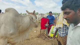 Brown colour Strong Bull price in Pebbair Market  Pebbair eddula market videos  Oxen [upl. by Key]