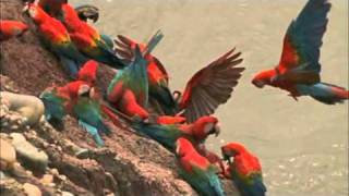 Macaw Breeders Podcast 11 [upl. by Gaye]