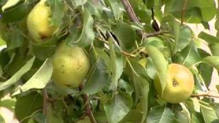 Tips on Harvesting Pears [upl. by Laehcym]