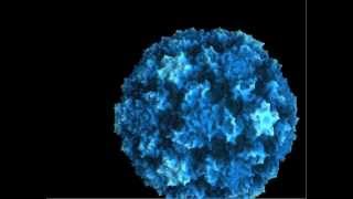 Animation  rhinovirus A16 binds receptor hilghight structure features [upl. by Gonnella]