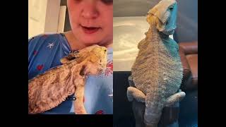 Dani’s Bearded Dragon Neglected and Abused Rehoused and Healthy [upl. by Yborian]