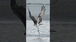 Osprey flies right at camera and grabs a huge fish [upl. by Kippy]