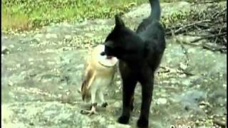 Gato e coruja são melhores amigos assista  16052011 [upl. by Singhal]