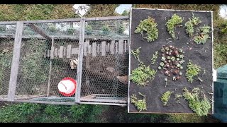 DIY Cheap Green Roof  Experiment 1252019 [upl. by Dleifniw]