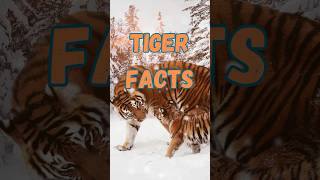 Amazing Tiger Facts You Didnt Know [upl. by Gerianna]