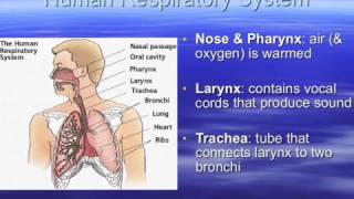 Respiratory System [upl. by Wiburg]