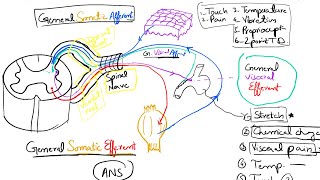 Nerve Fibers Classification Part 2 Spinal Nerves and Cranial Nerves 16 [upl. by Aloise]