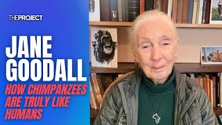 Wildlife Warrior Dr Jane Goodall Explains How Chimpanzees Are Truly Like Humans [upl. by Catharine]