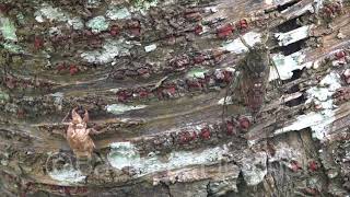 Cicadas buzzing Thailand 20180723171649m2ts [upl. by Gnilrad]