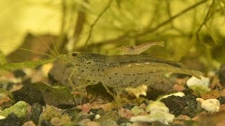 Amano Shrimp  String Algae Control [upl. by Leontyne]