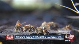 Two hospitalized after attack from a swarm of Africanized Killer Bees [upl. by Micheline]