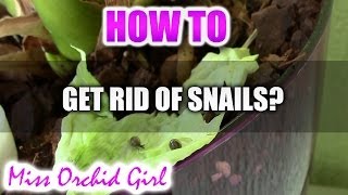 How to get rid of snails in Orchid pots [upl. by Duax]