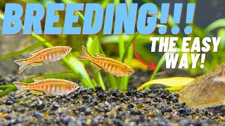 BREEDING MADE EASY How I EFFORTLESSLY bred my Glowlight Danios [upl. by Enirehtak564]