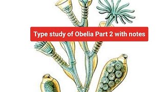 Type study of Obelia Part 2 Easy Explanation with Notes by Yogita Yadav [upl. by Lowney]