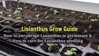 Growing LISIANTHUS from seeds to seedling grow guide [upl. by Lindsy646]